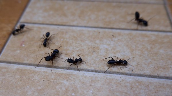 Pourquoi les fourmis entrent-elles dans nos maisons ?