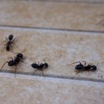 Pourquoi les fourmis entrent-elles dans nos maisons ?